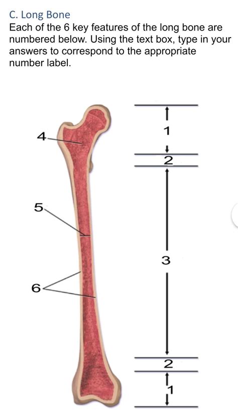 Solved Possibilities Key Features Of A Long Bone Chegg