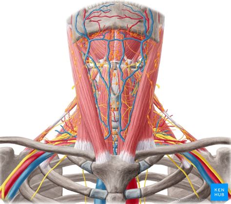 Vena Jugularis Anterior Anatomie Verlauf Und Klinik Kenhub