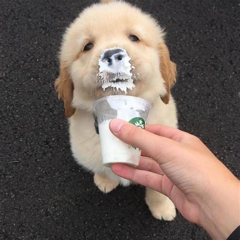 Starbucks Secret Menu Puppuccino