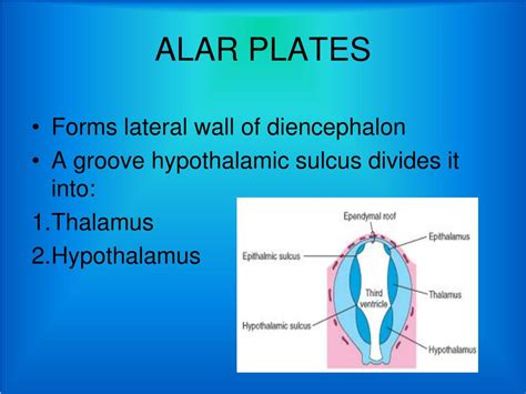 Ppt Development Of Prosencephalon Powerpoint Presentation Free