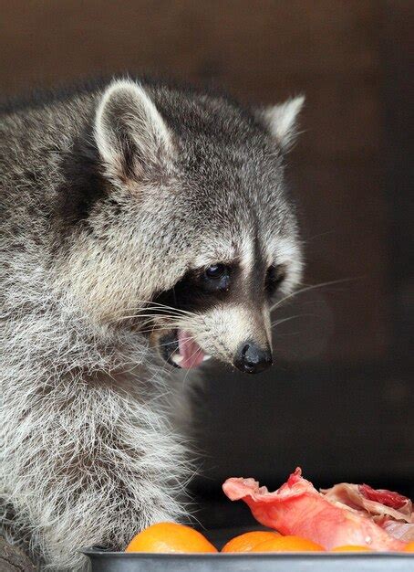 Raccoon Eating Images - Free Download on Freepik