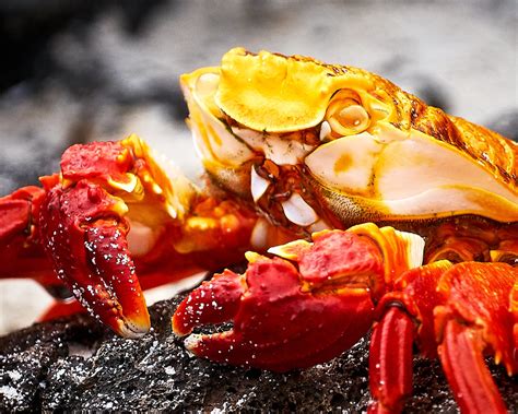 Galapagos Galapagos Red Crab Pedro Szekely Flickr