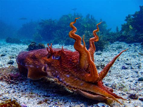 Giant Australian Cuttlefish Facts That Will Make You Go WHOA ...