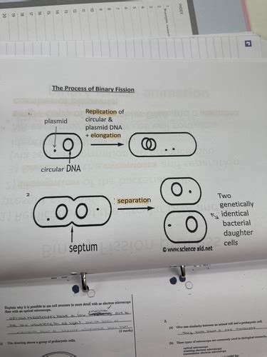 Bacterial Cell Reproduction Flashcards Quizlet