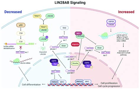 Schematic Representation Of The Main LIN28A And LIN28B Signaling The