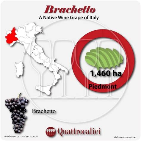 Brachetto - Quattrocalici - Italian Wine Grapes