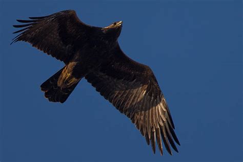 90 California Golden Eagle Stock Photos Pictures And Royalty Free