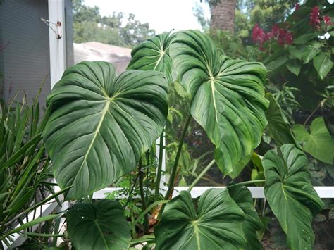 Photo Of The Entire Plant Of Philodendron Pastazanum Posted By Dyzzypyxxy