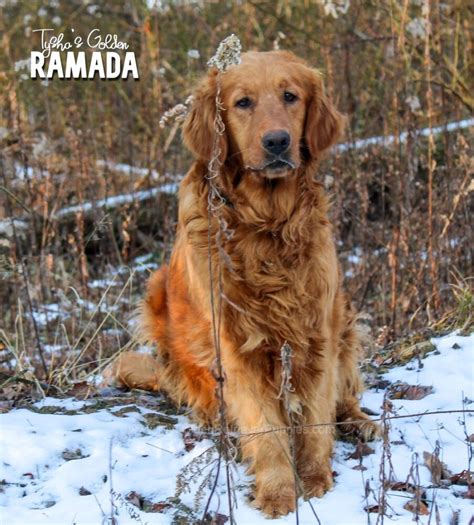 Tysha S Golden Ramada My Golden Retriever Puppies