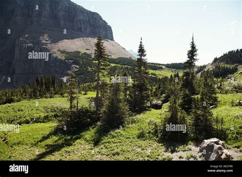 Pine Trees In Small Meadow In Glacier National Park Montana Northern