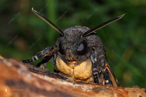 Bestellen Totenkopfschwärmer Acherontia atropos in freier Wildbahn