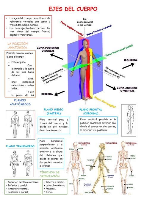 Resumen Planos Posición convencional en la que el cuerpo Está