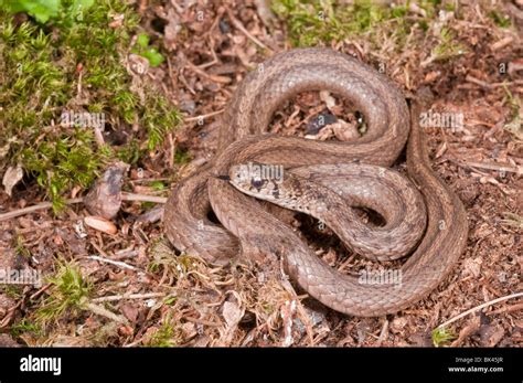 Brown Snake Storeria Dekayi Native To Eastern United States Mexico