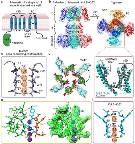 Structure of KV1 3 KVβ2 in non conducting C type inactivated