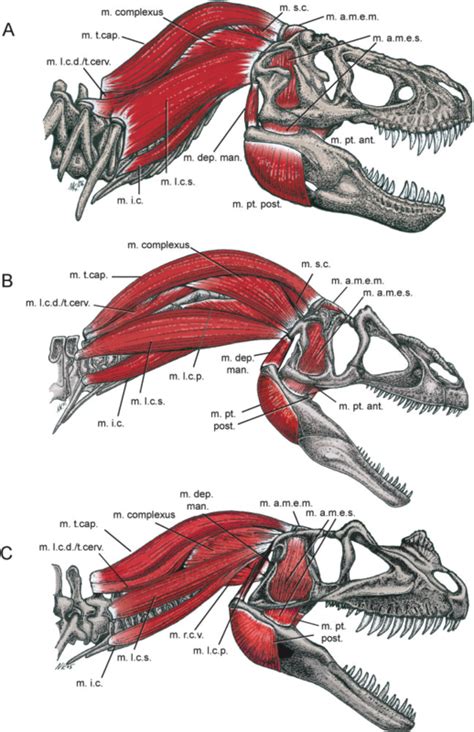 Dinosaur Skull Anatomy