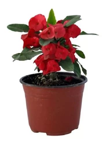 Planta Corona De Cristo Flor Roja MercadoLibre