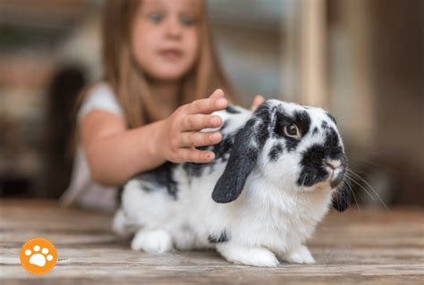 Amor por los animales Lecciones de empatía para niños