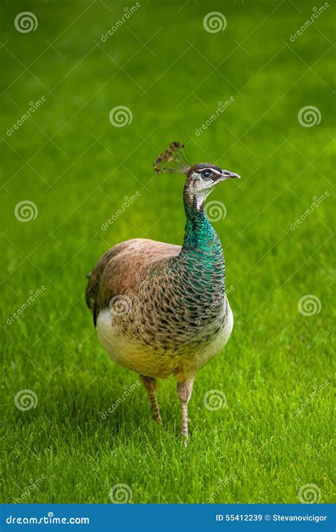 Female Peacock And Baby Peacock Royalty-Free Stock Photo ...