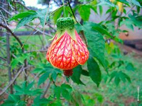 Lanterna Chinesa Abutilon Pictum Gillies Ex Hook Walp