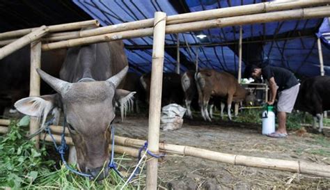 Ada Kompensasi Rp10 Juta Untuk Sapi Yang Mati Karena PMK Peternak Lumayan