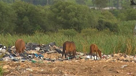 Itaquaquecetuba Fiscaliza Descarte Irregular Em Reas De Preserva O