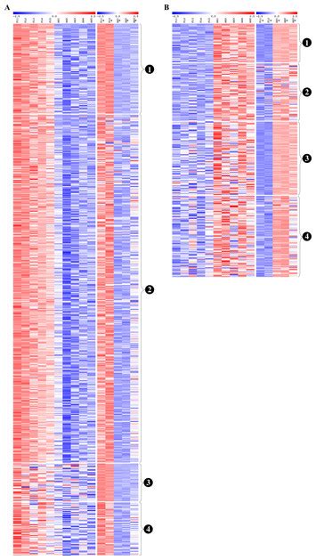 Comparison Of Gene Expression Profiles Between Human Erythroid Cells