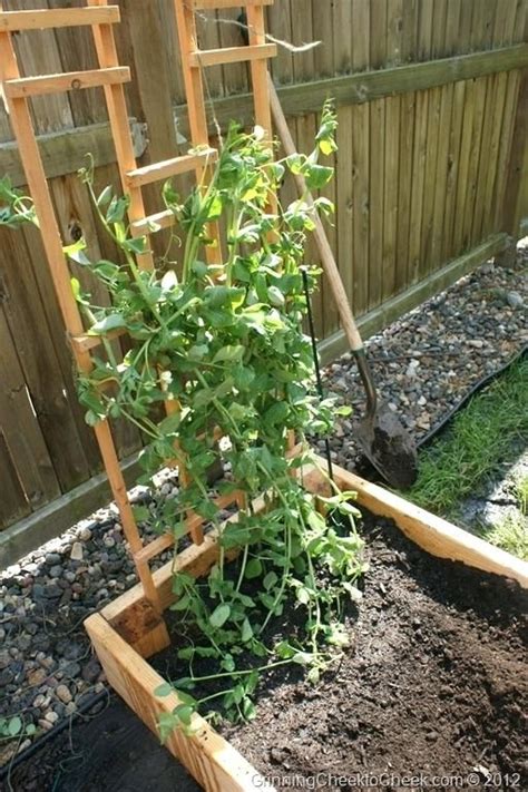 How to Grow Sugar Snap Peas in Your Garden