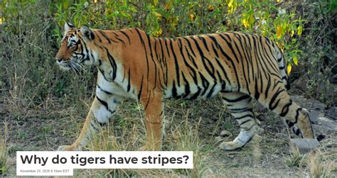 Why Do Tigers Have Stripes Life And News Truth In Life And Journalism