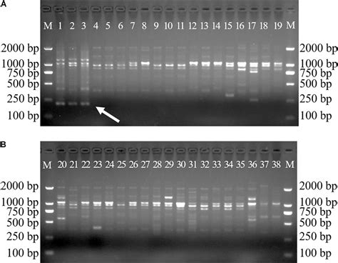 Frontiers Development Identification And Application Of A Germplasm