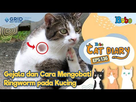 Mengenal Ringworm Pada Kucing Gejala Pengobatan Dan Pencegahan