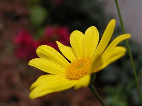 little yellow flower Free Photo Download | FreeImages