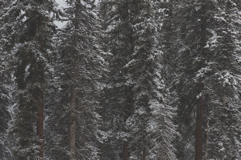 Banco De Imagens árvore Floresta Ramo Neve Inverno Plantar