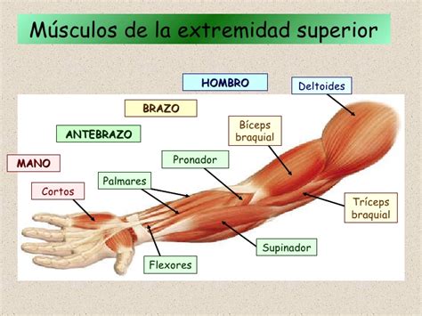 Rincon Cientifico Fibras Musculares Esqueléticas