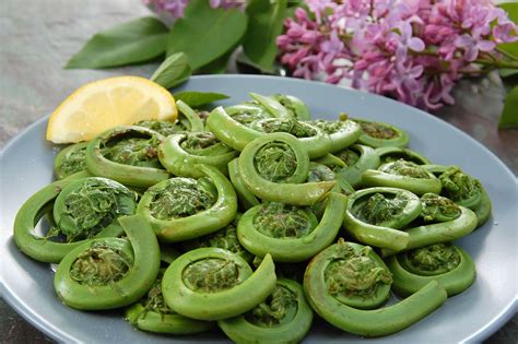 What Are Fiddlehead Ferns