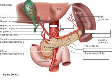 Branches Of The Celiac Trunk Diagram Quizlet