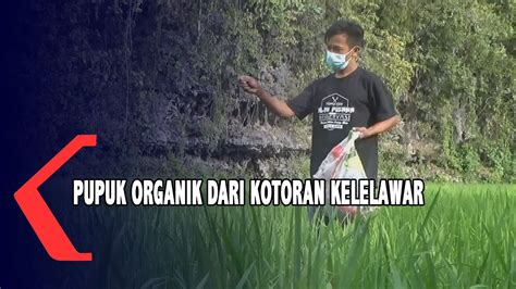 Pupuk Organik Dari Kotoran Kelelawar Youtube