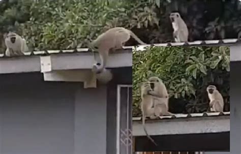 Baby Monkey Hugs Mom Monkey After Getting Free Watch Viral Video