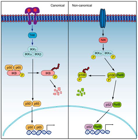 Canonical And Non Canonical Pathway Of Nf κb On The Left P50 P65 Download Scientific