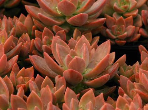 ×graptosedum California Sunset World Of Succulents
