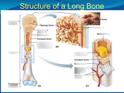 Chapter 6 Structure Of Long Bone Diagram Quizlet