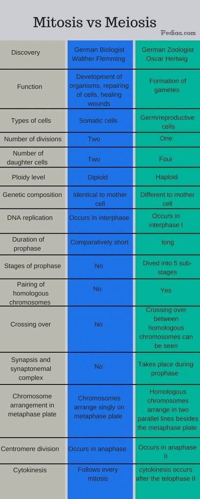 Difference Between Mitosis and Meiosis