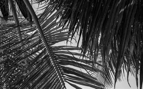 Premium Photo Low Angle View Of Palm Tree