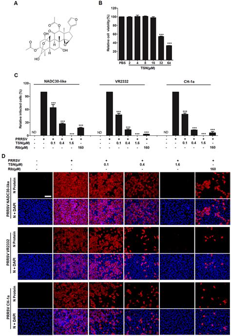 Cytoxicity And Anti Prrsv Activity Of Toosendanin Tsn In Marc