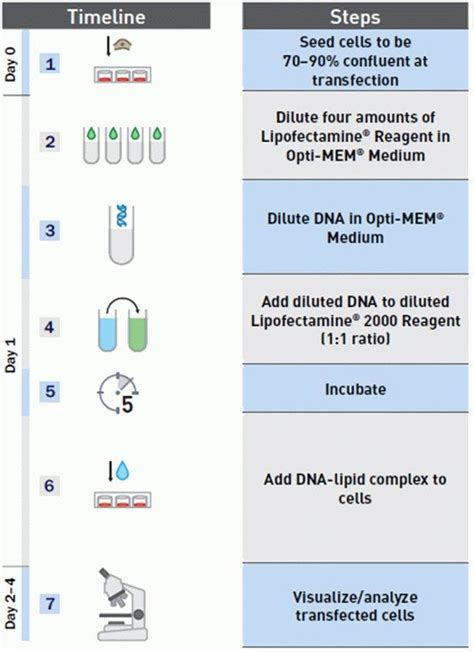 Lipofectamine™ 2000 Transfection Reagent