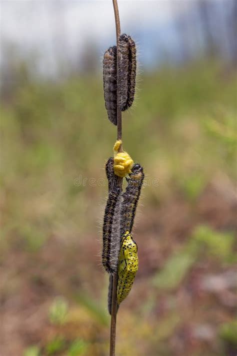 Farfalla Aporia Crataegi Delle Uova Del Trattore A Cingoli E Della