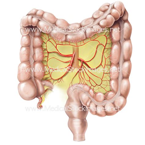 Large Bowel with Mesentery – Medical Stock Images Company