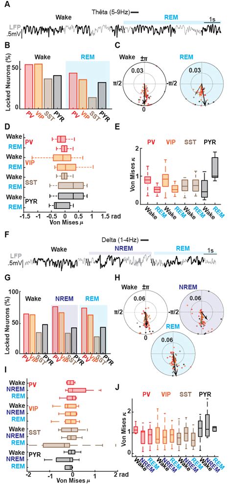 Theta And Delta Oscillations Phase Locking Of Spikes Across Vigilance