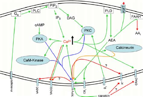 The Activation Of Nociceptive Relevant Receptors Elevates The