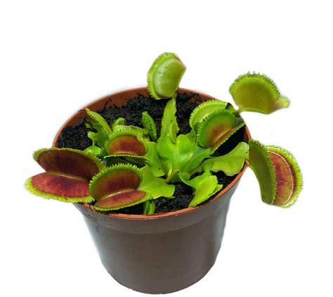 Купить Растение Хищник Венерина мухоловка Дентана L AlienPlants Dionaea ...