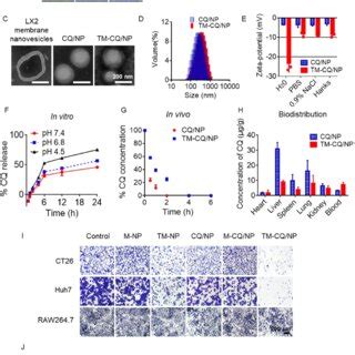 TM CQ NPs Selectively Induced Tumor Cell Apoptosis In Vitro A